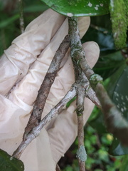 Hyposidra incomptaria