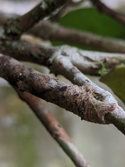 Hyposidra incomptaria