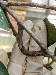 Hyposidra incomptaria