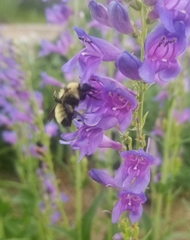 Bombus fervidus