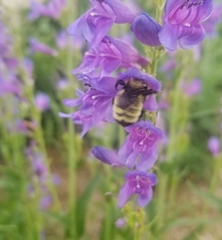 Bombus fervidus