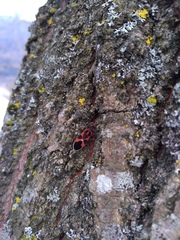 Tropidothorax leucopterus