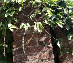 Strongylodon macrobotrys