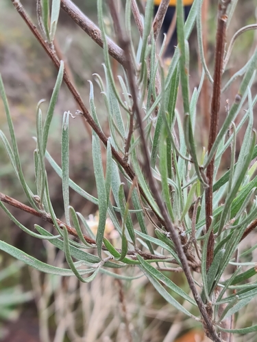 Image of Grevillea endlicheriana by (c) Cal Wood, some rights reserved (CC BY)