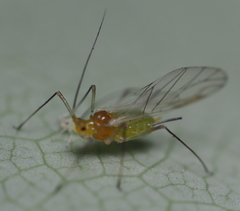Illinoia liriodendri