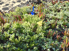 Baccharis pilularis pilularis