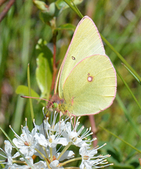 Colias gigantea