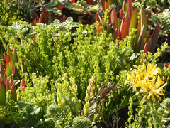 Baccharis pilularis pilularis