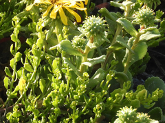 Baccharis pilularis pilularis