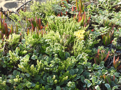 Baccharis pilularis pilularis