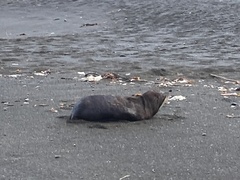 Arctocephalus forsteri