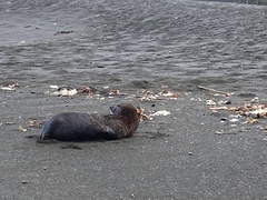 Arctocephalus forsteri