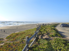 Baccharis pilularis pilularis
