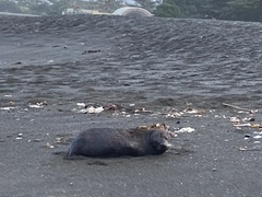 Arctocephalus forsteri