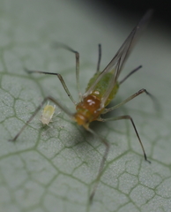 Illinoia liriodendri