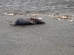 Arctocephalus forsteri