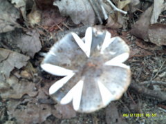 Tricholoma virgatum