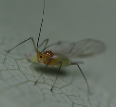 Illinoia liriodendri