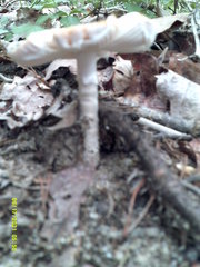 Tricholoma virgatum