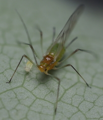 Illinoia liriodendri
