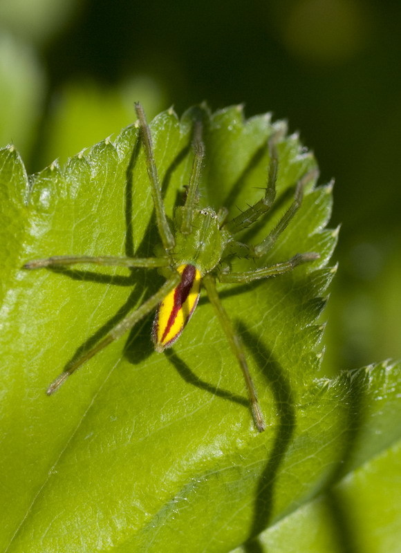 Micrommata
