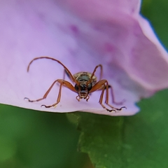 Rhagiini