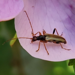 Rhagiini