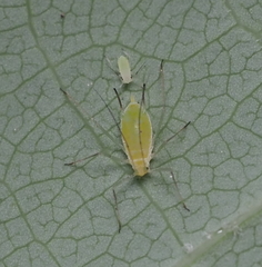 Illinoia liriodendri