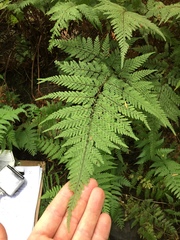 Parapolystichum microsorum pentangulare