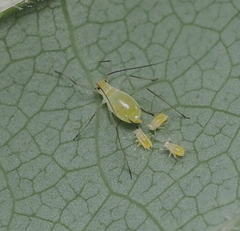 Illinoia liriodendri