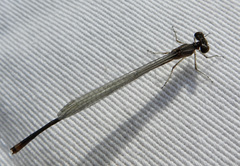 Enallagma vesperum
