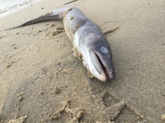 Conger oceanicus