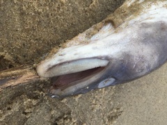 Conger oceanicus