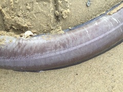 Conger oceanicus