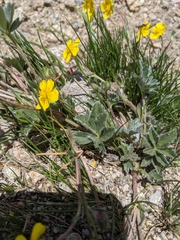 Potentilla concinna