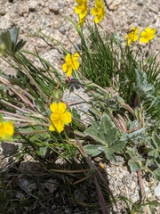 Potentilla concinna