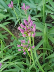 Allium brevistylum