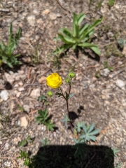 Potentilla concinna
