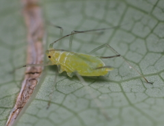 Illinoia liriodendri