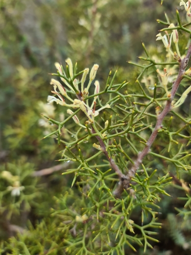 Image of Hakea erinacea by (c) Cal Wood, some rights reserved (CC BY)