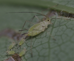 Illinoia liriodendri