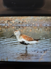 Calidris alpina arcticola