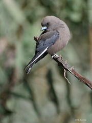 Dusky Woodswallow photo 2