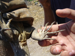 Ctenosaura acanthura