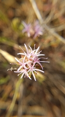 Monardella viminea