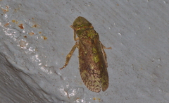 Ledropsis