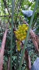 Goeppertia macrosepala