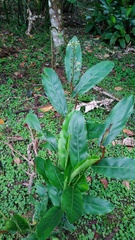 Alpinia galanga