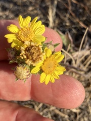 Heterotheca vespertina