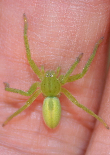 Green Huntsman Spider